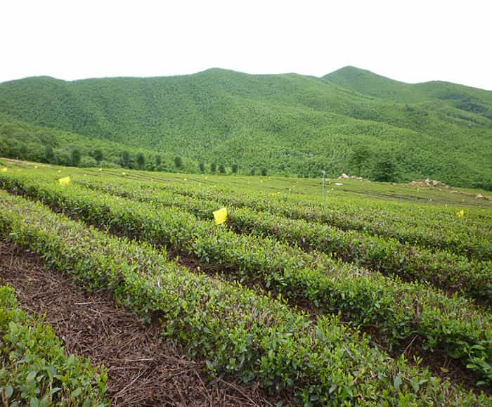 溧陽天目湖白茶貴在哪兒？