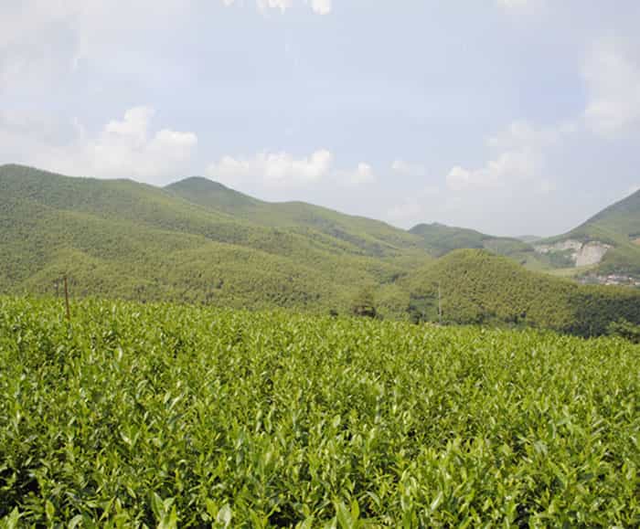 溧陽白茶是啥茶？